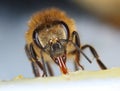 Honeybee feeding front view macro