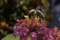 Honeybee feeding on nectar