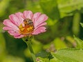 A HoneyBee feeding on a pink Zinnia.