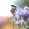 Honeybee feeding on purple phacelia honey flower