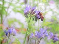 Honeybee feeding on purple phacelia honey flower Royalty Free Stock Photo