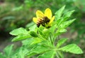 Honeybee feeding on a wild flower