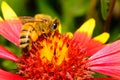 Honeybee on Firewheel Flower Royalty Free Stock Photo