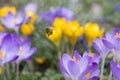 A honeybee flies through crocus bed Royalty Free Stock Photo