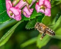 Honeybee in flight approaching pink flower Royalty Free Stock Photo