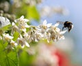 Honeybee in flight next to a White Deutzia Flower in full blossom