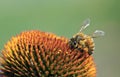 Honeybee on a flower Royalty Free Stock Photo