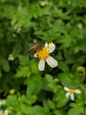 Honeybee flower animal green macro bee