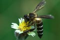 Honeybee flower outdor green color