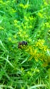 Honeybee Flower Pollinition