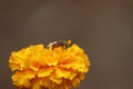 Honeybee fly harvesting pollen from blooming yellow marigold flowers Royalty Free Stock Photo