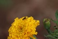 Honeybee fly harvesting pollen from marigold blooming flowers Royalty Free Stock Photo
