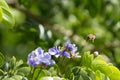 Honeybee Flying Away After Gathering Pollen from the Purple Flowers of a Lignum Vitae Tree