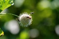 Honeybee flying by Buttonbush flower being pollinated by others