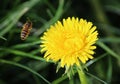 Honeybee flying on Dandelion Royalty Free Stock Photo