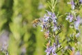 A honeybee flying in front of a lavender flower.