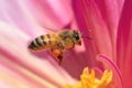 Honeybee flying Royalty Free Stock Photo