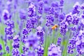 Honeybee flying in the lavender farm.