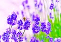 A honeybee flying in the lavender farm Royalty Free Stock Photo