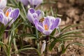 Honeybee flying over the crocuses in the spring on a meadow