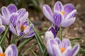 Honeybee flying over the crocuses in the spring on a meadow