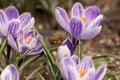 Honeybee flying over the crocuses in the spring on a meadow