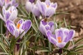 Honeybee flying over the crocuses in the spring on a meadow