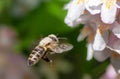Honeybee flying to a flower blossom
