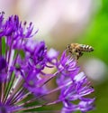 Honeybee flying to a giant onion flower