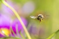 Honeybee flying