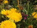 Honeybee flying towards flower