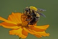 A Honeybee flying into a Zinnia flower to feed. Royalty Free Stock Photo