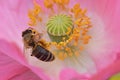 Honeybee Forages in Yellow Anthers