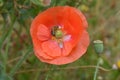 Bee Forages on Orange Flanders Poppy 08