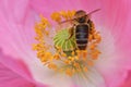 Honeybee in Yellow Anthers Poppy Flower 05