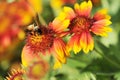 Honeybee on Gaillardia pulchella Foug, Blanket Flower Royalty Free Stock Photo