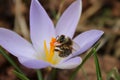 Honeybee gathering nectar inside a crocus Royalty Free Stock Photo