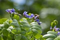 Honeybee Gathering Pollen from the Purple Flowers of a Lignum Vitae Tree Royalty Free Stock Photo