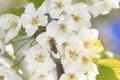 Honeybee harvesting pollen