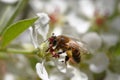 Honeybee harvesting pollen