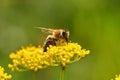 Honeybee harvesting pollen