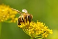 Honeybee harvesting pollen