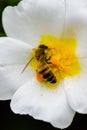 Honeybee harvesting pollen from blooming flowers