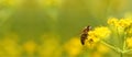 Honeybee harvesting pollen from flowers