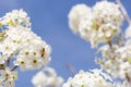 Bees Harvesting Pollen From Blossoming Tree Buds.