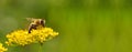 Honeybee harvesting pollen from flowers