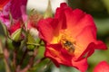 A honeybee harvesting on a red and yellow rose