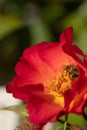 A honeybee harvesting on a red and yellow rose