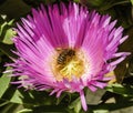 Honeybee on Ice Plant flower Royalty Free Stock Photo
