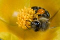 Honeybee insect yellow poppy Royalty Free Stock Photo